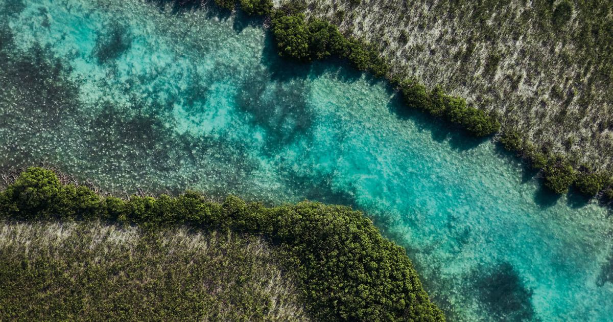 Discovering COMO Parrot Cay’s Breathtaking Ecosystems