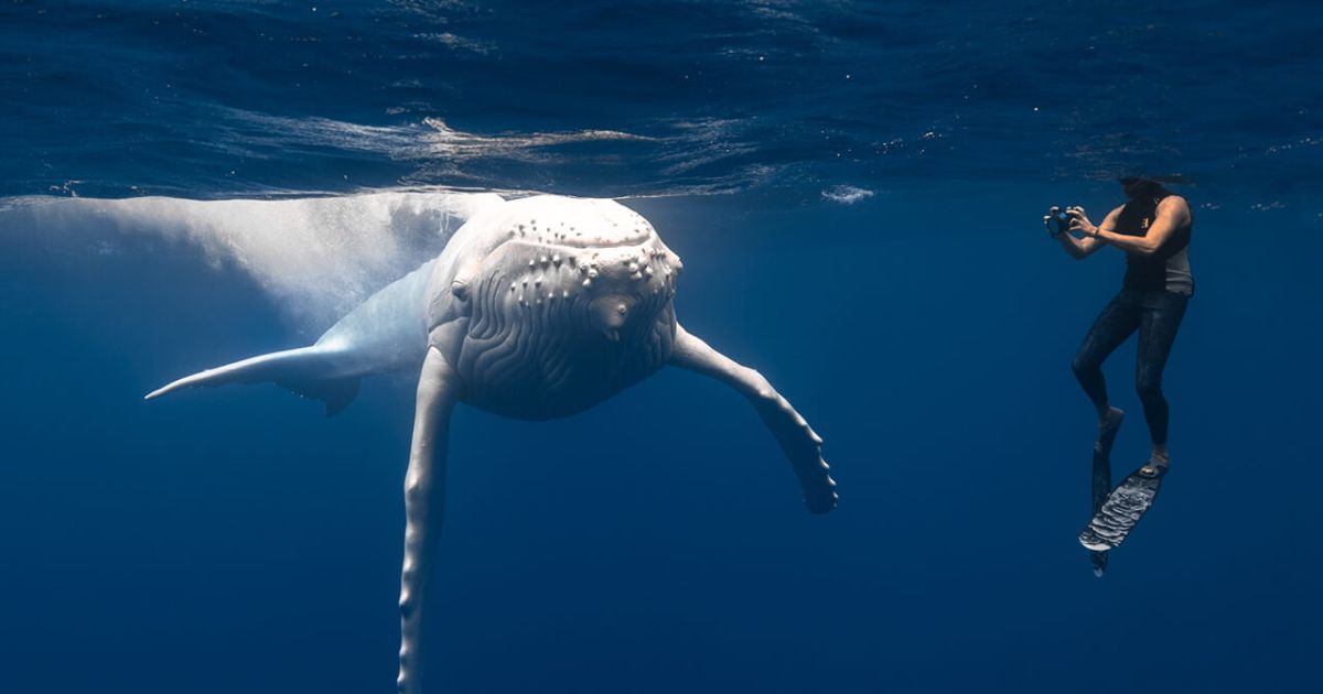 Shark Encounter Transforms Photographer's View of Nature