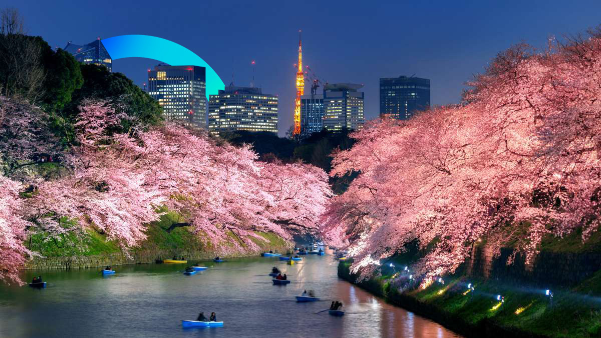 Cherry trees blossoming in Tokyo © iStock