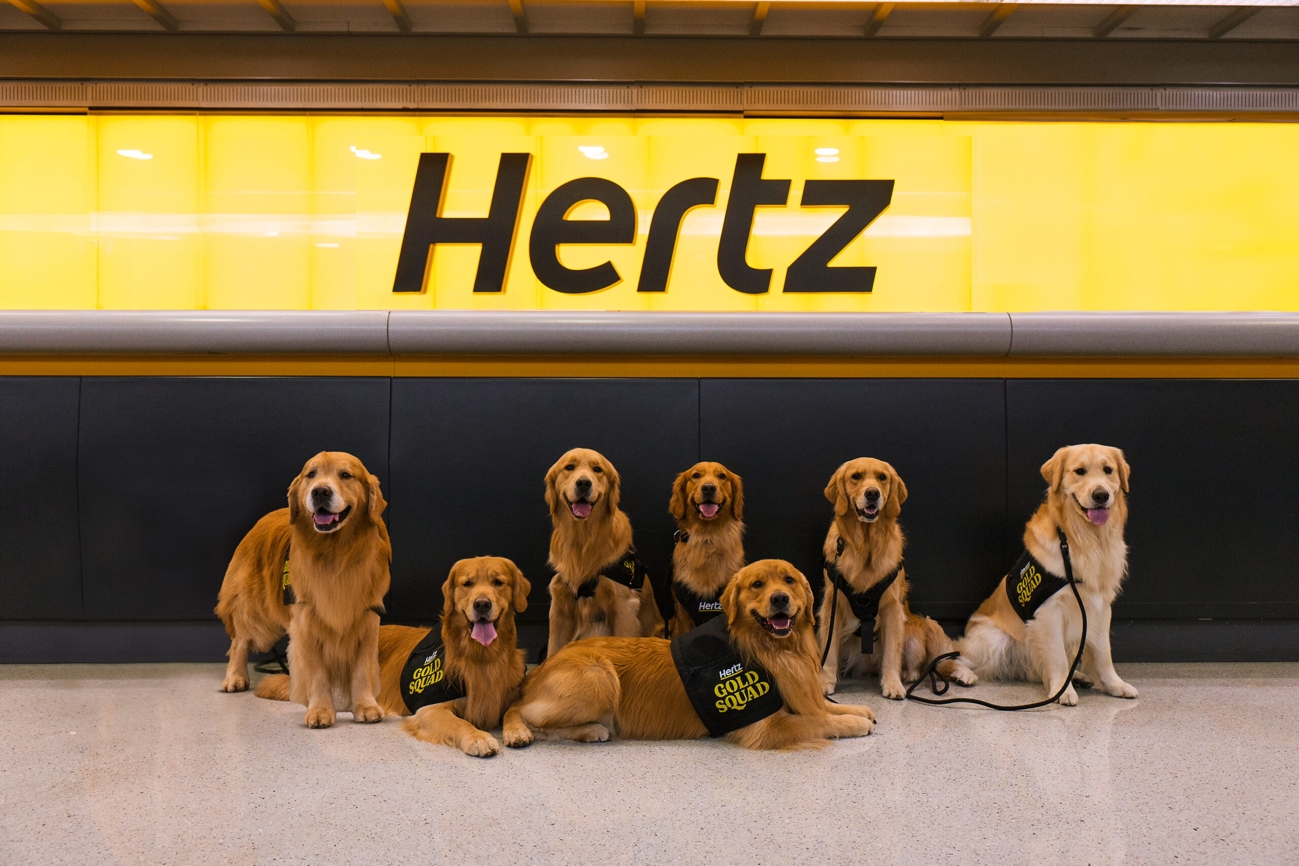 Hertz Supports Golden Retrievers in Golden, Colo.