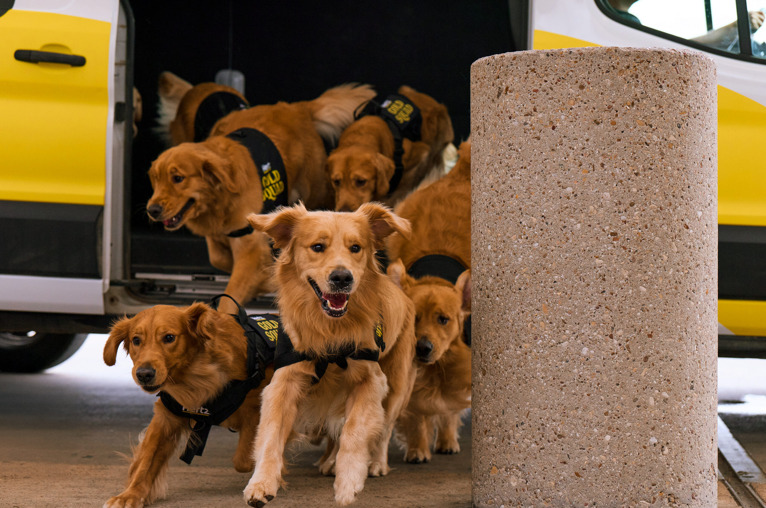 Hertz Introduces Golden Retrievers at Airports